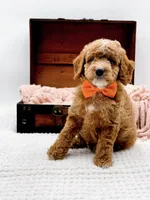 Alfie, a male Miniature Goldendoodle for sale in Statesville, NC – 10 of 10