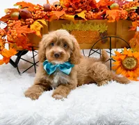 Ted, a male Cavapoo for sale in Statesville, NC – 7 of 10