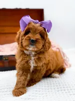 Rosie, a female Cavapoo for sale in Statesville, NC – 6 of 10