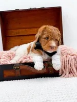 Harry, a male Bernedoodle for sale in Statesville, NC – 5 of 10
