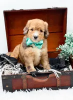 Fletcher, a male Bernedoodle for sale in Statesville, NC – 6 of 10