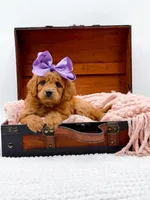 Summer, a female Miniature Goldendoodle for sale in Statesville, NC – 8 of 10