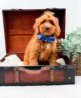 Paulie, a male Miniature Goldendoodle for sale in Statesville, NC – 10 of 10