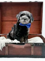 Bennett, a male Miniature Goldendoodle for sale in Statesville, NC – Photo 7 of 10