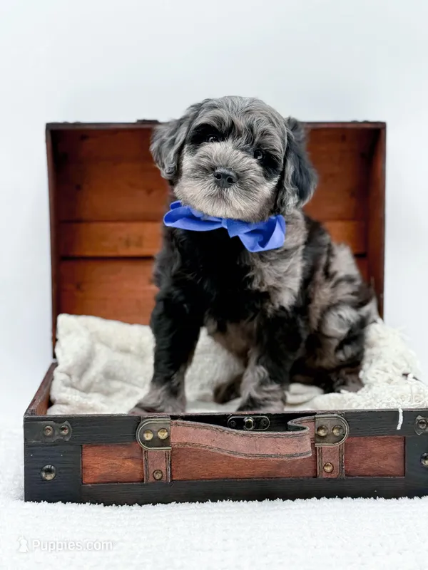 Bennett – Miniature Goldendoodle puppy for sale in Statesville, NC