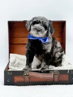 Bennett, a male Miniature Goldendoodle for sale in Statesville, NC – Photo 1 of 10