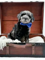 Bennett, a male Miniature Goldendoodle for sale in Statesville, NC – Photo 5 of 10