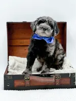 Bennett, a male Miniature Goldendoodle for sale in Statesville, NC – Photo 8 of 10