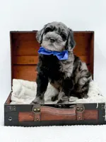 Bennett, a male Miniature Goldendoodle for sale in Statesville, NC – Photo 3 of 10