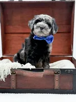 Bennett, a male Miniature Goldendoodle for sale in Statesville, NC – Photo 10 of 10