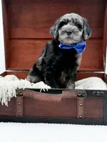 Bennett, a male Miniature Goldendoodle for sale in Statesville, NC – Photo 6 of 10