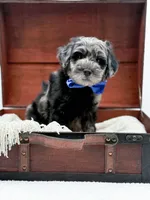 Bennett, a male Miniature Goldendoodle for sale in Statesville, NC – Photo 9 of 10