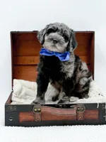 Bennett, a male Miniature Goldendoodle for sale in Statesville, NC – Photo 2 of 10