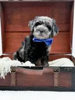 Bennett, a male Miniature Goldendoodle for sale in Statesville, NC – Photo 4 of 10