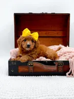 Sally, a female Miniature Goldendoodle for sale in Statesville, NC – 6 of 10