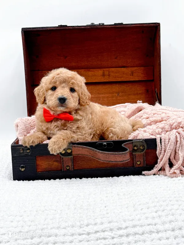 Shaggy – Miniature Goldendoodle puppy for sale in Statesville, NC
