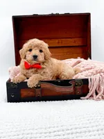Shaggy, a male Miniature Goldendoodle for sale in Statesville, NC – 1 of 10