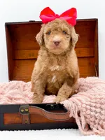 Holly, a female Bernedoodle for sale in Statesville, NC – 7 of 10