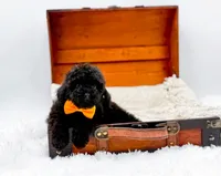 Max-AKC, a male Poodle - Toy  for sale in Statesville, NC – Photo 4 of 10