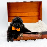 Max-AKC, a male Poodle - Toy  for sale in Statesville, NC – Photo 7 of 10