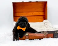 Max-AKC, a male Poodle - Toy  for sale in Statesville, NC – Photo 7 of 10