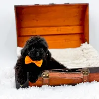 Max-AKC, a male Poodle - Toy  for sale in Statesville, NC – Photo 9 of 10