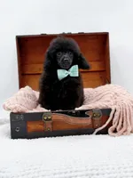 Max-AKC, a male Poodle - Toy  for sale in Statesville, NC – Photo 10 of 10