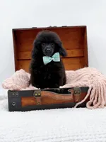Max-AKC, a male Poodle - Toy  for sale in Statesville, NC – Photo 2 of 10
