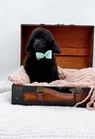 Max-AKC, a male Poodle - Toy  for sale in Statesville, NC – Photo 1 of 10