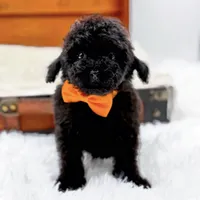 Max-AKC, a male Poodle - Toy  for sale in Statesville, NC – Photo 10 of 10