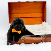 Max-AKC, a male Poodle - Toy  for sale in Statesville, NC – Photo 6 of 10