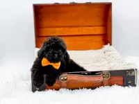 Max-AKC, a male Poodle - Toy  for sale in Statesville, NC – Photo 6 of 10