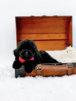 Rosie-AKC, a male Poodle - Toy  for sale in Statesville, NC – Photo 9 of 10