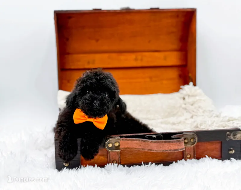 Max-AKC, a male Poodle - Toy  for sale in Statesville, NC – Photo 1 of 10