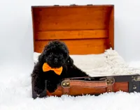 Max-AKC, a male Poodle - Toy  for sale in Statesville, NC – Photo 1 of 10
