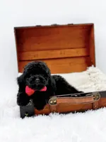 Rosie-AKC, a male Poodle - Toy  for sale in Statesville, NC – Photo 6 of 10