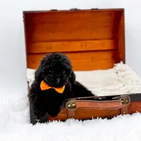 Max-AKC, a male Poodle - Toy  for sale in Statesville, NC – Photo 8 of 10