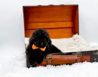 Max-AKC, a male Poodle - Toy  for sale in Statesville, NC – Photo 8 of 10