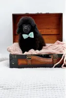 Max-AKC, a male Poodle - Toy  for sale in Statesville, NC – Photo 7 of 10