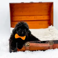 Max-AKC, a male Poodle - Toy  for sale in Statesville, NC – Photo 3 of 10