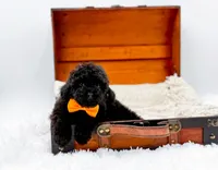 Max-AKC, a male Poodle - Toy  for sale in Statesville, NC – Photo 3 of 10