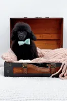Max-AKC, a male Poodle - Toy  for sale in Statesville, NC – Photo 6 of 10