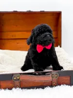 Rosie-AKC, a male Poodle - Toy  for sale in Statesville, NC – Photo 3 of 10