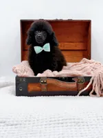 Max-AKC, a male Poodle - Toy  for sale in Statesville, NC – Photo 9 of 10