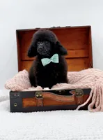 Max-AKC, a male Poodle - Toy  for sale in Statesville, NC – Photo 5 of 10