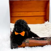 Max-AKC, a male Poodle - Toy  for sale in Statesville, NC – Photo 2 of 10