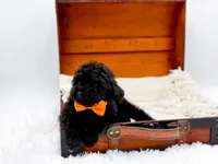 Max-AKC, a male Poodle - Toy  for sale in Statesville, NC – Photo 2 of 10