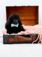 Max-AKC, a male Poodle - Toy  for sale in Statesville, NC – Photo 3 of 10