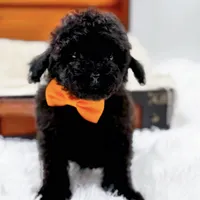 Max-AKC, a male Poodle - Toy  for sale in Statesville, NC – Photo 5 of 10