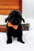 Max-AKC, a male Poodle - Toy  for sale in Statesville, NC – Photo 5 of 10